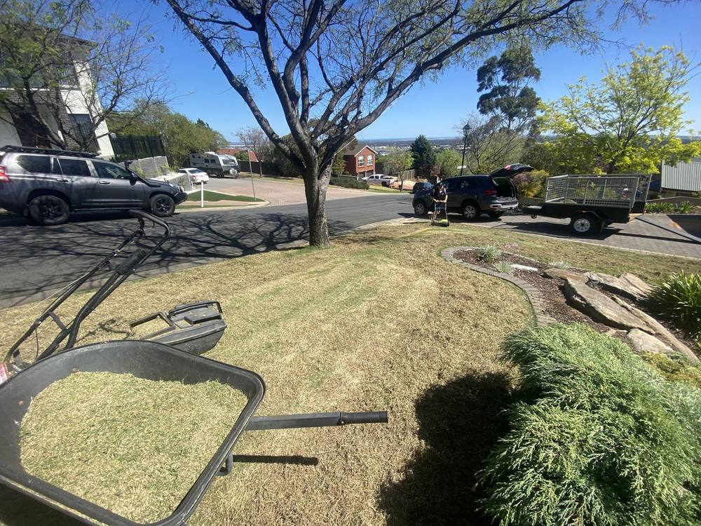Front lawn freshly scarified and cored, with a barrow of removed thatch