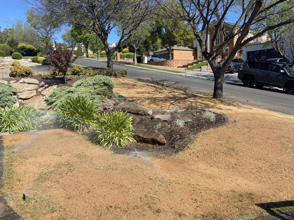 Same lawn after top dressing, being watered in