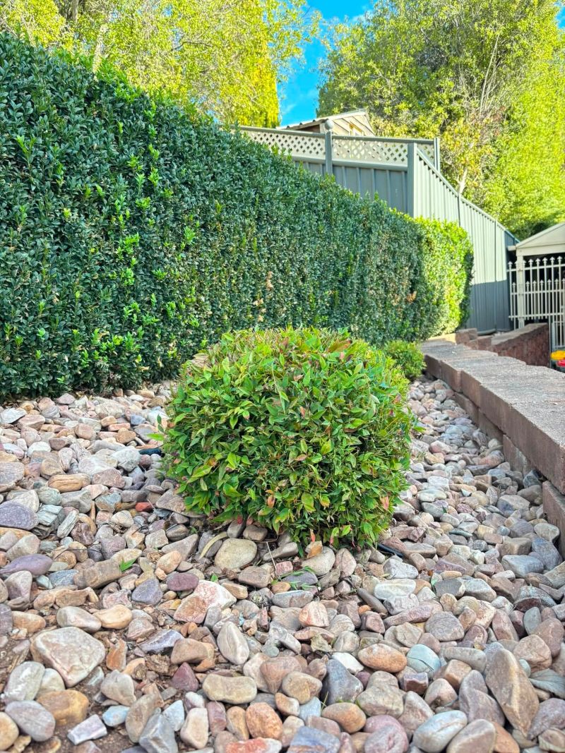 Neatly trimmed hedge beside a rounded shrub
